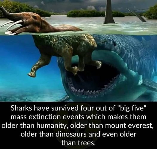Older than humanity #Sharks #Ancient #AncientSharks #Animals #Ocean